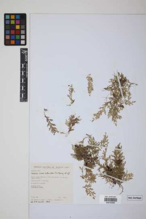 Selaginella novae-hollandiae (Sw.) Spring
