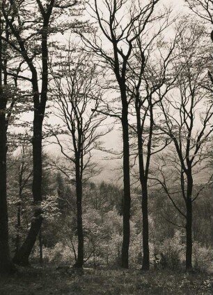 Buchenwald im Harz bei Braunlage