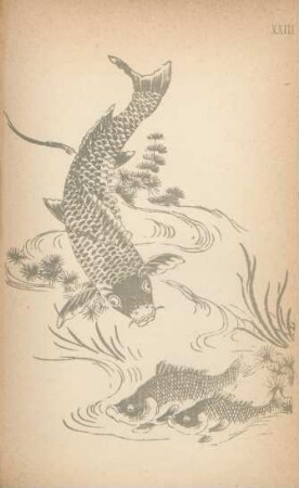 XXIII. [Drawings of fishes. Hoffksai School]