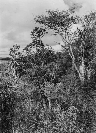 Dichte Vegetation : Dichte Strauch- und Buschvegetation