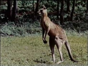 Macropus giganteus (Macropodidae) - Bewegungsweisen