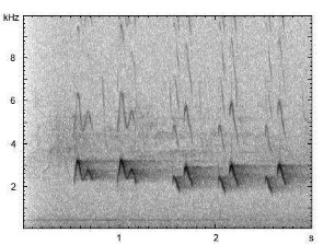 Singdrossel | Turdus philomelos - Gesang