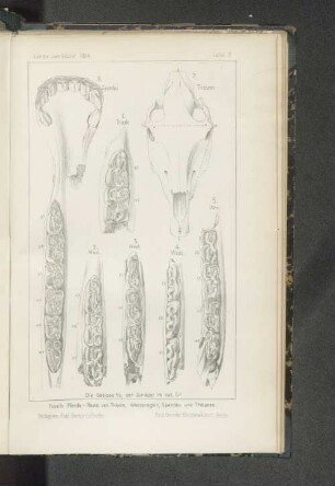 Tafel 7. Fossile Pferde - Reste von Thiede, Westeregeln, Spandau und Tribsees
