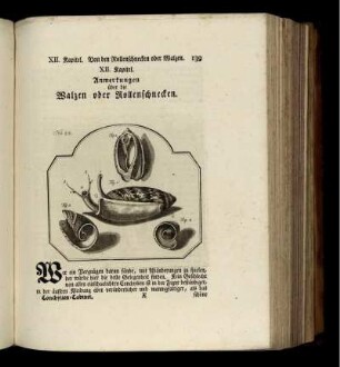 XII. Kapitel. Anmerkungen über die Walzen oder Rollenschnecken.