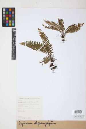Asplenium drepanophyllum Kunze