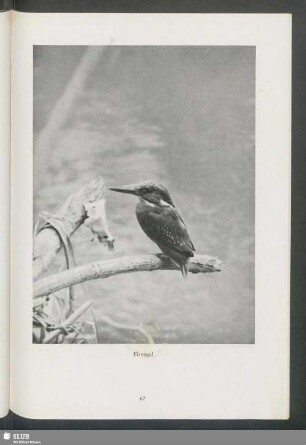 Eisvogel