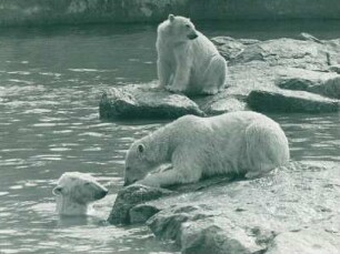Zoo Berlin: Eisbären