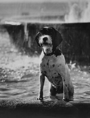 Archivfotografie "motive_tiere_haus_hunde_on"
