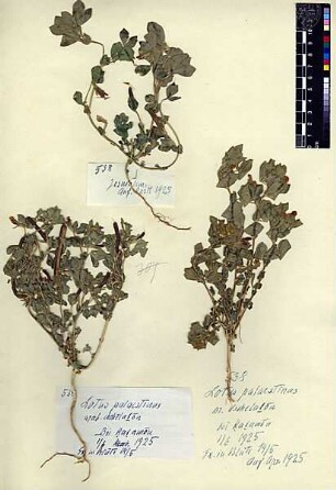 Leguminosae Lotus palaestinus [Katamon]
