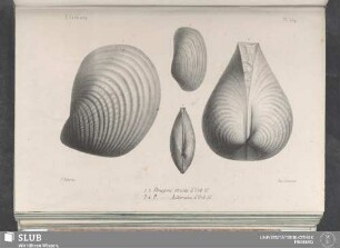 Pl. 359