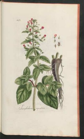453. Scrophularia aquatica