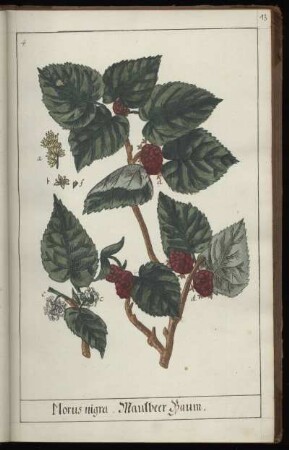4. Morus nigra. MaulbeerBaum