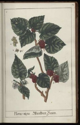 4. Morus nigra. MaulbeerBaum
