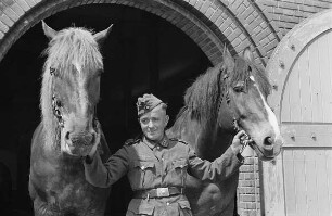 Zweiter Weltkrieg. Niederlande unter deutscher Besatzung. Wehrmachtsangehöriger, zwei Pferde am Zügel aus dem Stall führend (wohl bei Den Haag)