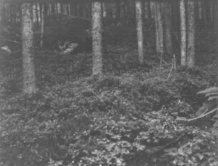Im Wald : Blick über Bodenvegetation im Wald