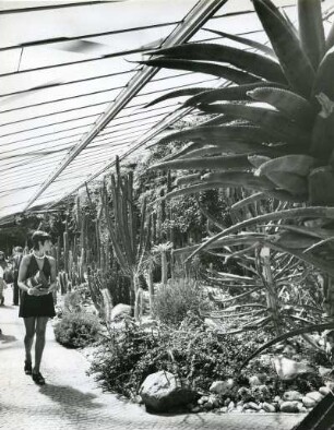 Hamburg. Planten un Blomen. Kakteenwald unter Glas. Die Schaugewächshäuser des Botanischen Gartens der Universität Hamburg entstanden zur IGA 1963.