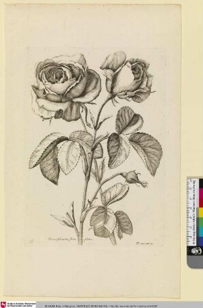 Rosa Sylvestros flore pleno