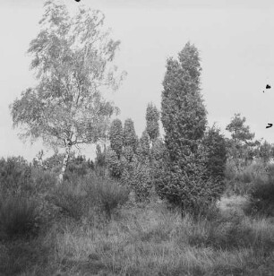 Lüneburger Heide : Heidelandschaft mit Wacholder, Birken und Ginster
