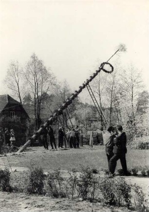 Aufstellen des Maibaumes in Casel : Gesellschaftliche Volkskultur - Frühling. Ort: Kózle / Casel. Aufstellen des Maibaumes