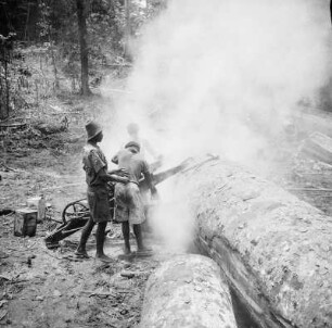 Holzfäller : Holzfäller beim Zerteilen große Baumstämme mit Motorsägen am Rio Mbini.