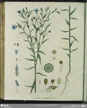 Linum Usitatissimum. Tabula XXIV.