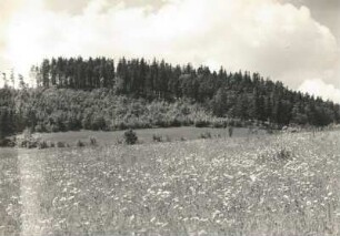 Magerwiesen-Margeriten (Leucanthemum vulgare), auch Wiesen-Wucherblume am Geisingberg