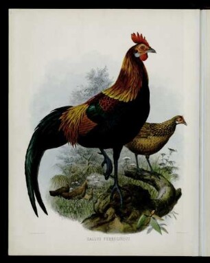 [Plate XXXII.] Gallus ferrugineus