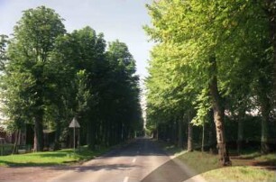 Allee: vierreihige Lindenallee: im Vordergrund links Einfahrt