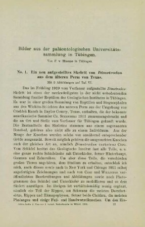 Bilder aus der paläontologischen Universitätssammlung in Tübingen