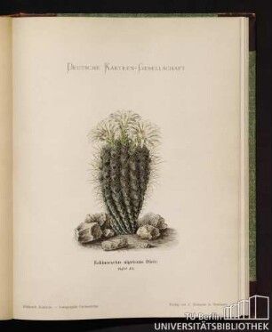 Echinocactus nigricans Dietr.
