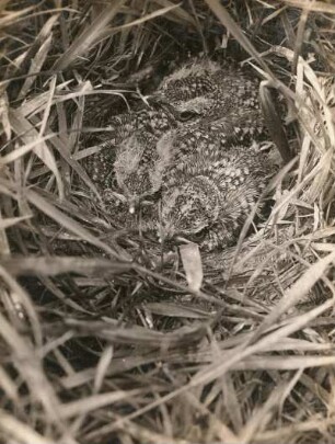 Haubenlerche (Galerida cristata). Junge im Nest unmittelbar vor dem Ausfliegen.