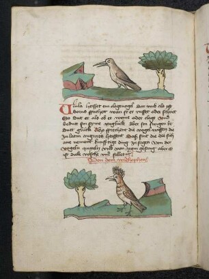 Vogel: Klagvogel; Vogel: Wiedehopf; (Teil III B: Von den Vögeln)