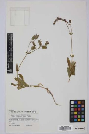 Silene vulgaris (Moench) Garcke subsp. commutata (Guss.) Hayek