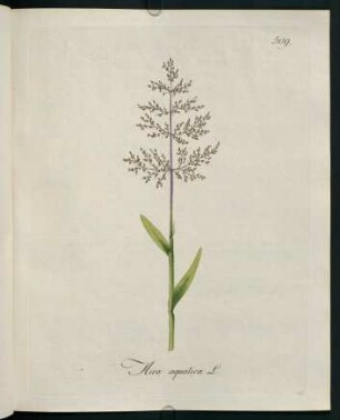 Aira aquatica L.