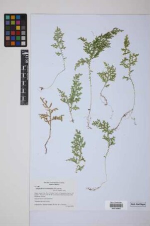 Selaginella novae-hollandiae (Sw.) Spring