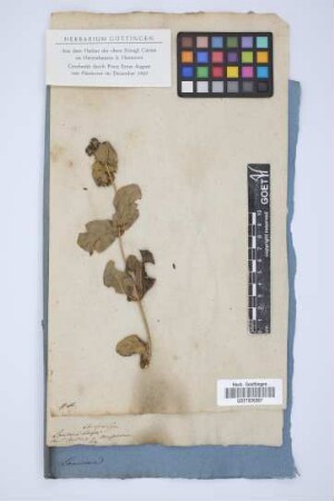 Lonicera etrusca San.