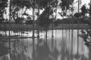Überfluteter Wald (Lateinamerika-Aufenthalte 1934/1942 – 6. Kolumbien 1938-1942)