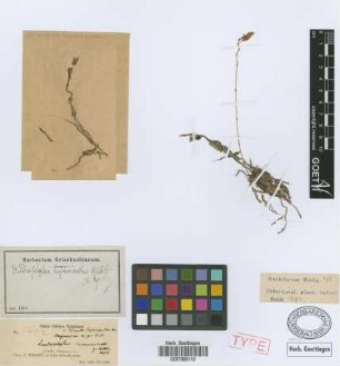 Dendrophylax hymenanthus Rchb.f. [holotype]