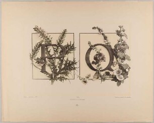 XV. Initiale P Q mit Akanthus - Malve
