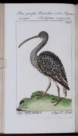 Der große Bracher, oder Regenvogel. Scolopax arquatu.