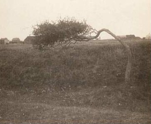 Sylt. Wenningstedt. Vom Wind geschorenes Birnenbäumchen