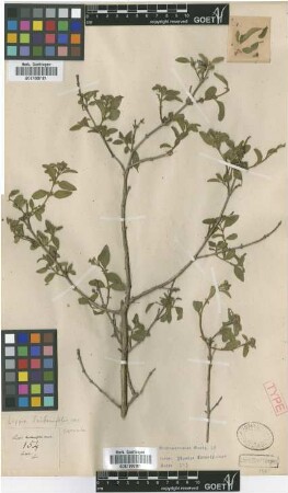 Lippia lantanifolia Griseb. var. Griseb. crenata[type]