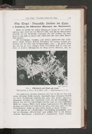 Botanische Studien bei Eutin.