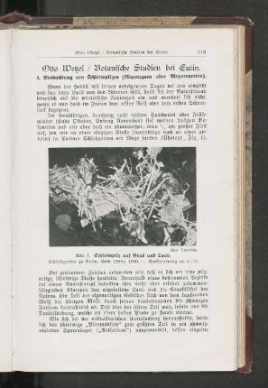 Botanische Studien bei Eutin.