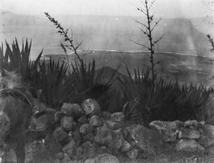 Gipfel des Monte Verde : Auf dem Gipfel des Monte Verde. Blick auf das Meer; im Vordergrund Blütenstände und ein Pferd.