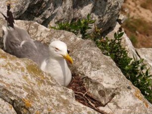 Brütende Möwe auf dem "Upper Rock"