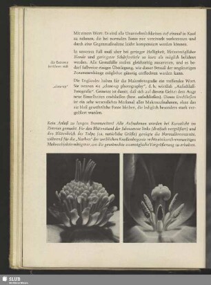 Schneerose, Helleborus niger