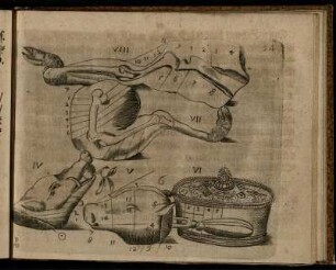 Abbildung Num. IV zum Schwein, Num. V zum Kalb, Num. VI zur Pastete, Num. VII und VIII zum Reh