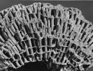 Tubipora purpurea Dana, Alcyonaria, Orgelkoralle, Rotes Meer