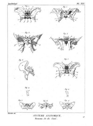 Pl. XXV. Systême Anatomique. Homme. Os du Crane.
